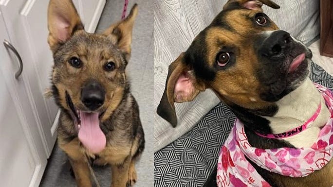 Looking for your four-legged love match? Detroit Animal Care hosts week-long adoption event without fees