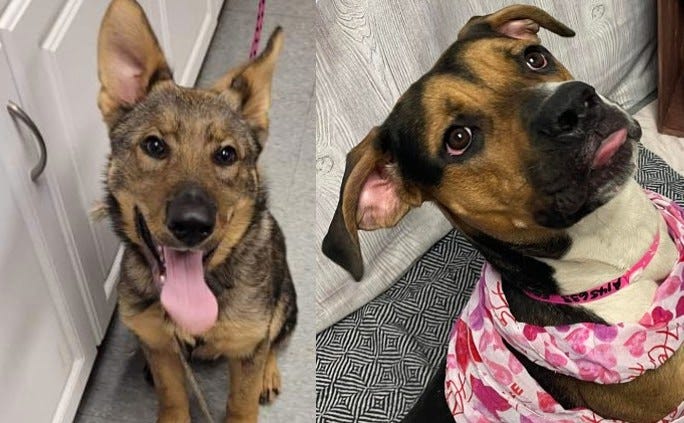 A german shepherd and brown and black mutt