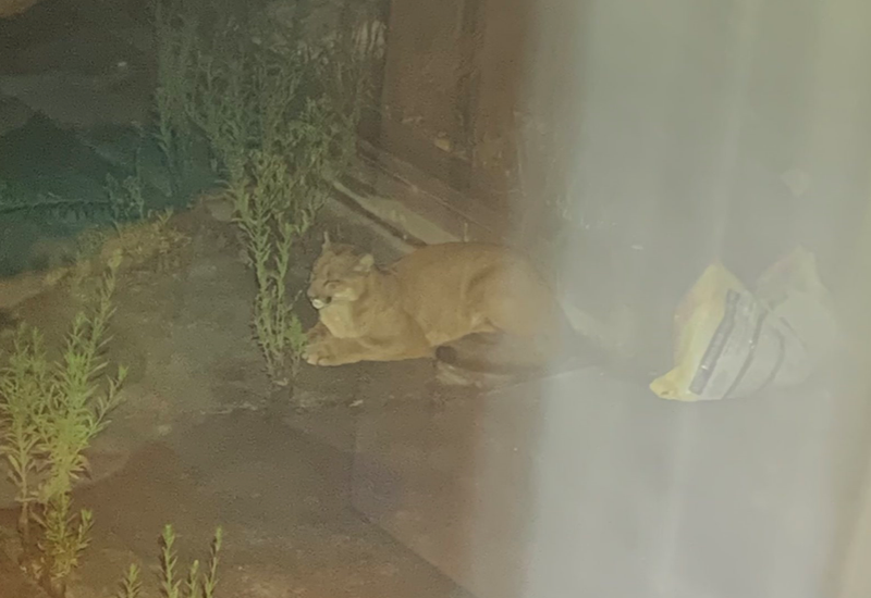 A homeowner snapped this picture of a mountain lion in their backyard on Tuesday morning.