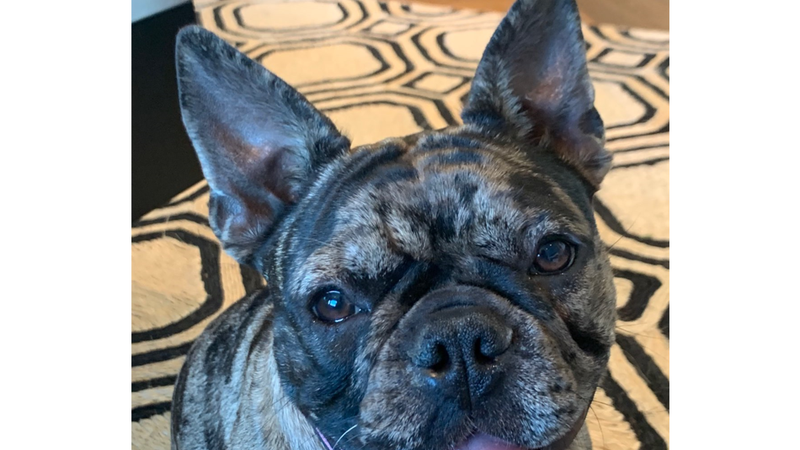 How SF police found stolen French bulldog