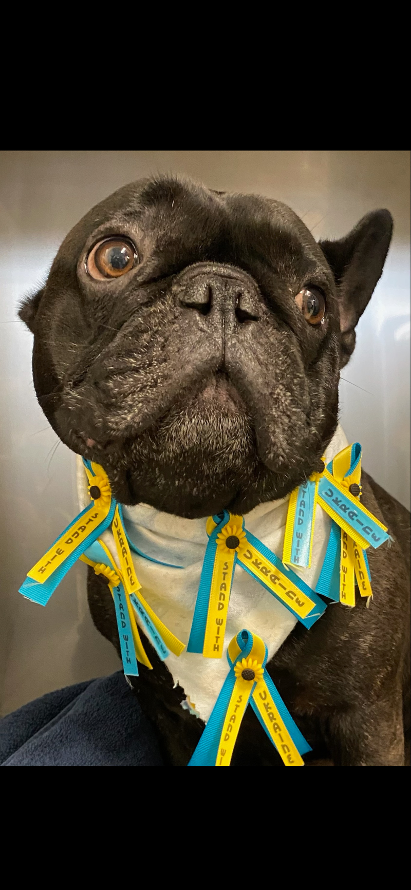 dog groomer