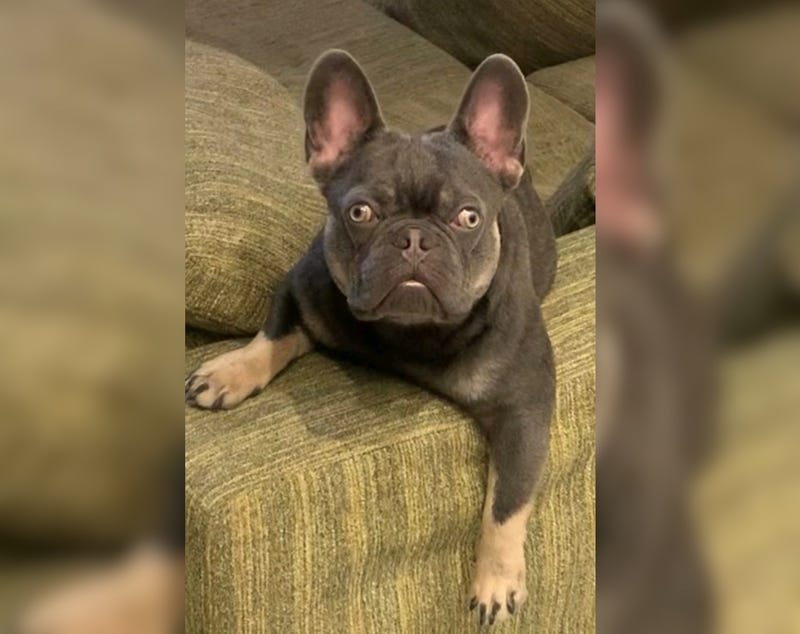 Klipse the French bulldog.