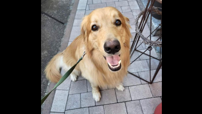 Lost Bay Area dog turns up in 'small German village'