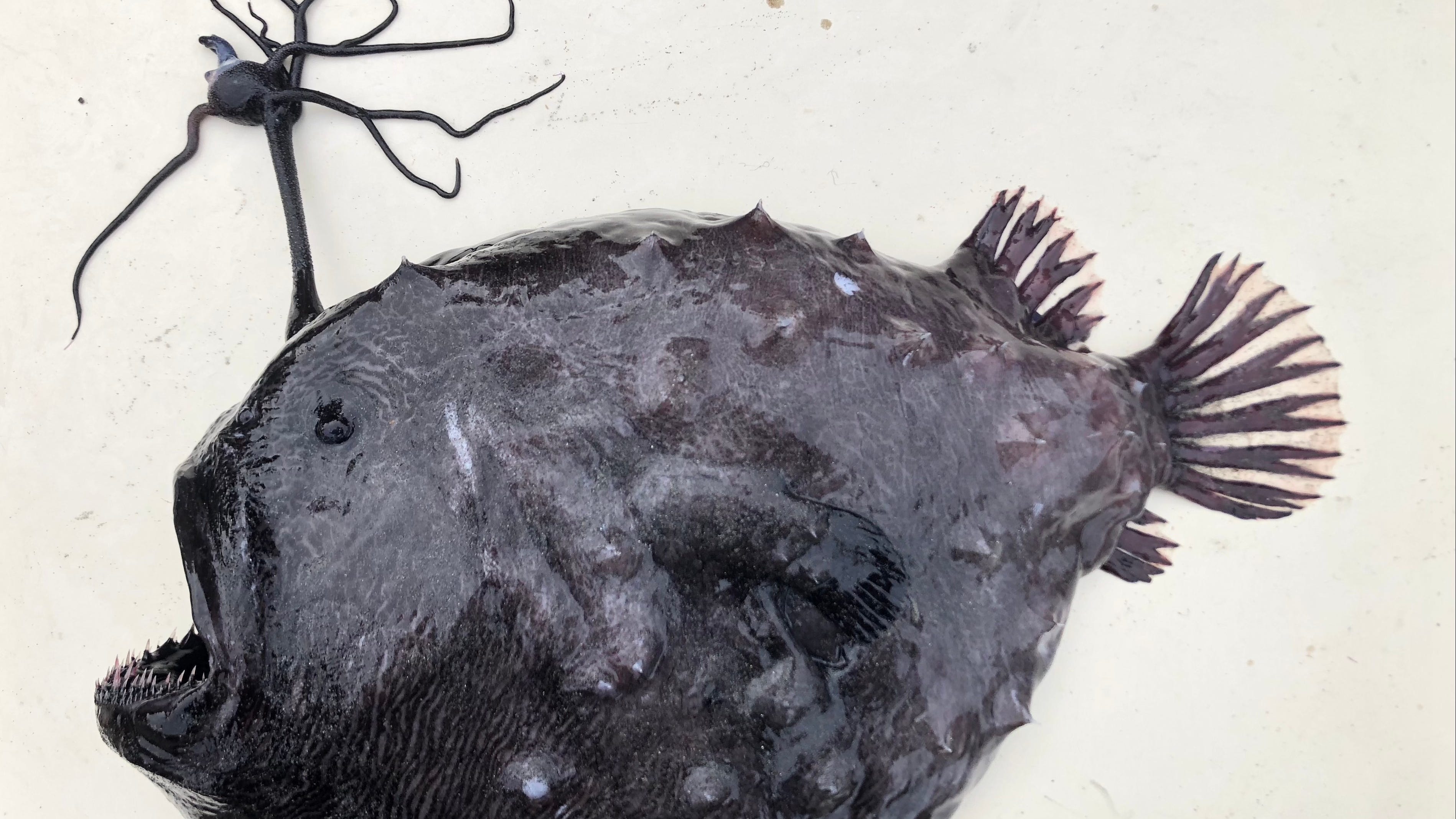 Rare Pacific footballfish found at San Diego County beach