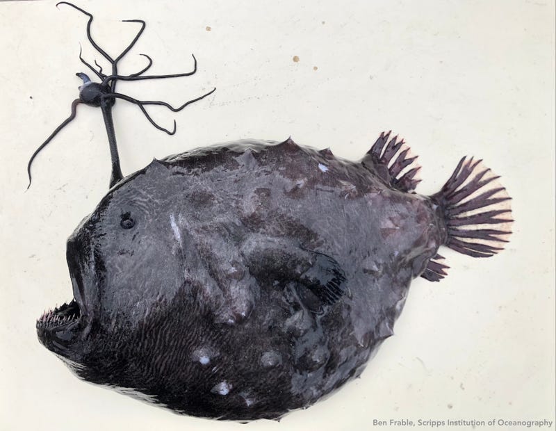 Pacific footballfish