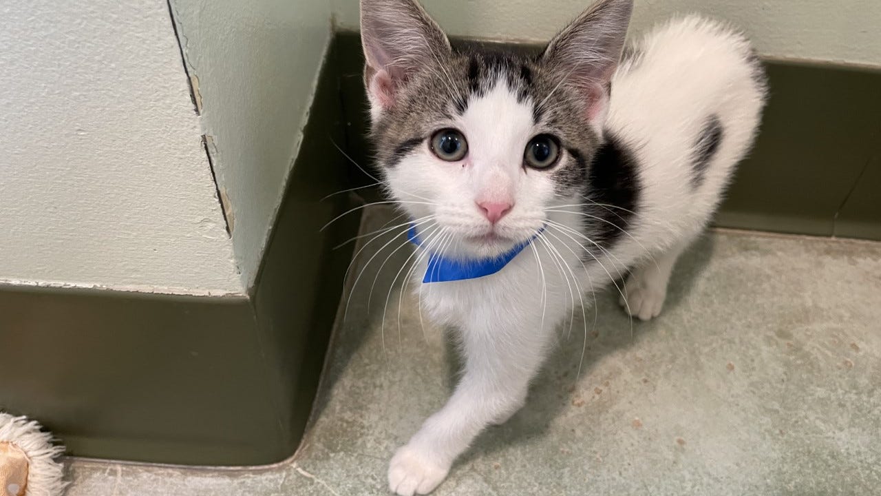 PAWS Chicago on mission to find homes for 350 kittens this summer