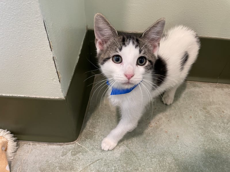 Scruff, PAWS Chicago Kitten