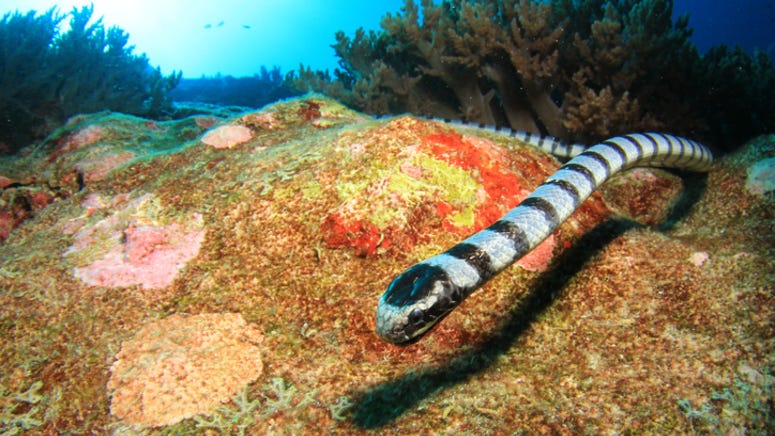 WATCH: Massive sea snake swims onto man’s paddleboard