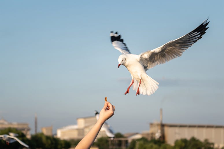 Seagull