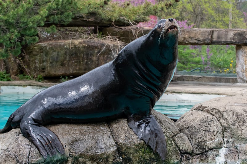 Seahawk the sea lion