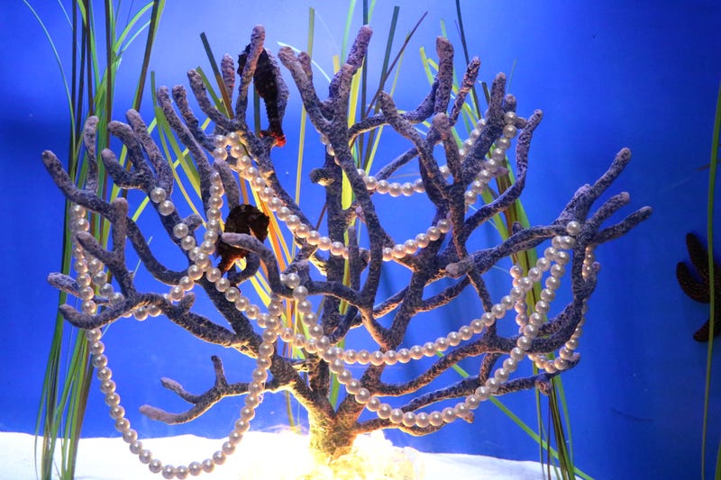 Christmas Underwater at the Adventure Aquarium.