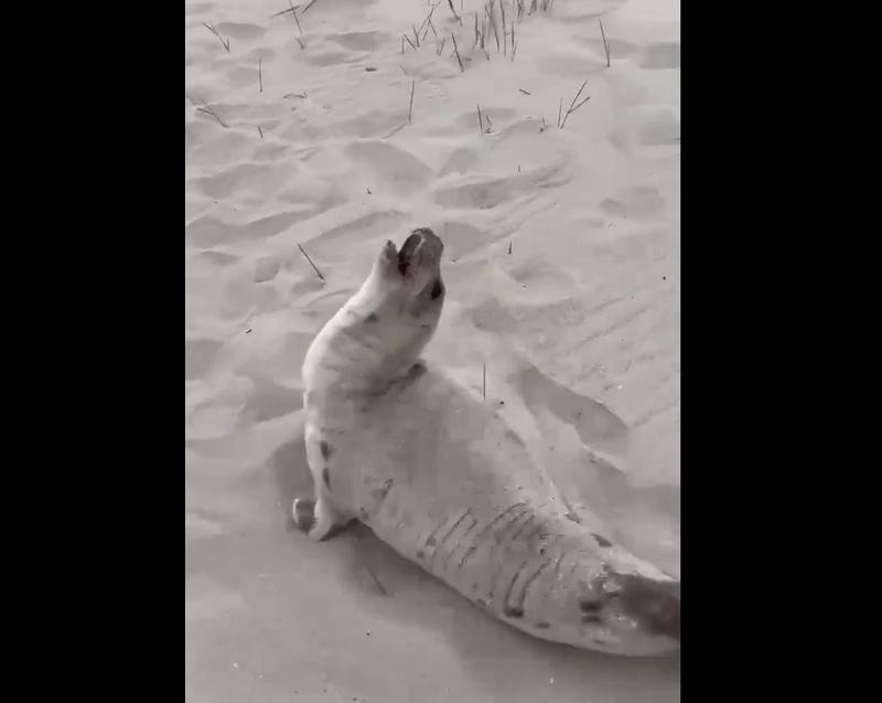 A seal was found beached on Coney Island, Mayor Eric Adams said on Thursday, before his top climate aide and the NYSDEC helped it back to safety.