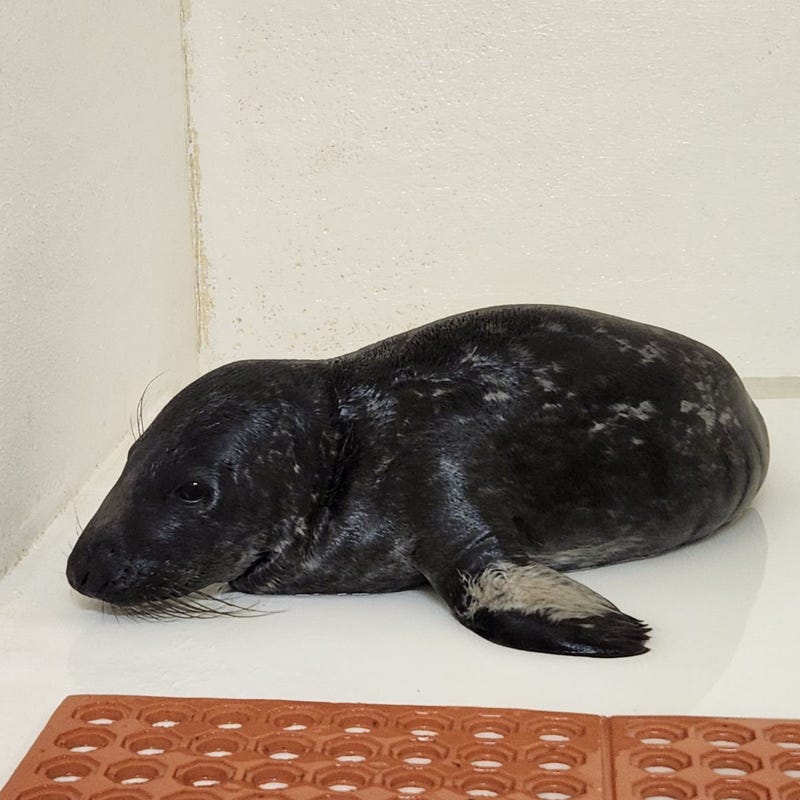 The gray seal pup was rescued, given supportive care and is currently in the nonprofit's "Pen A."