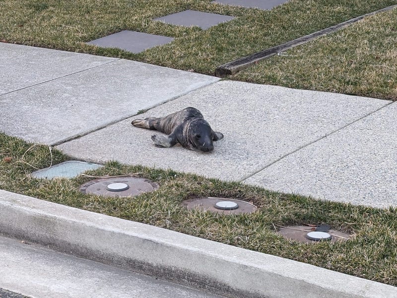 A stranded gray seal pup was rescued in Ocean City by an animal rescue nonprofit on Wednesday evening.