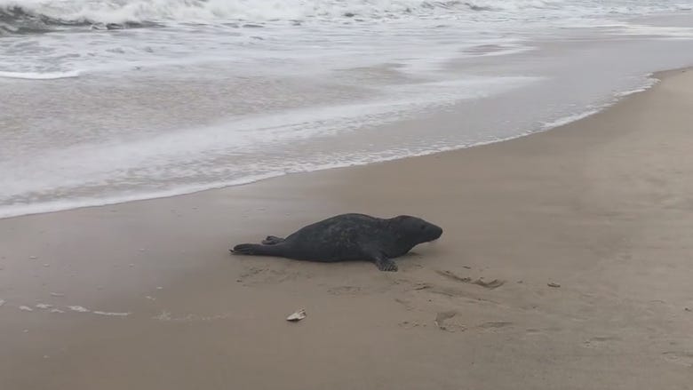 VIDEO: Baby seal rescued from LI parking lot released back into wild