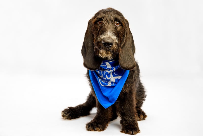 Puppy Bowl 2025