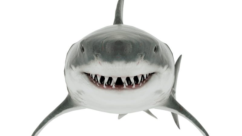 Toothy smiley shark getty images
