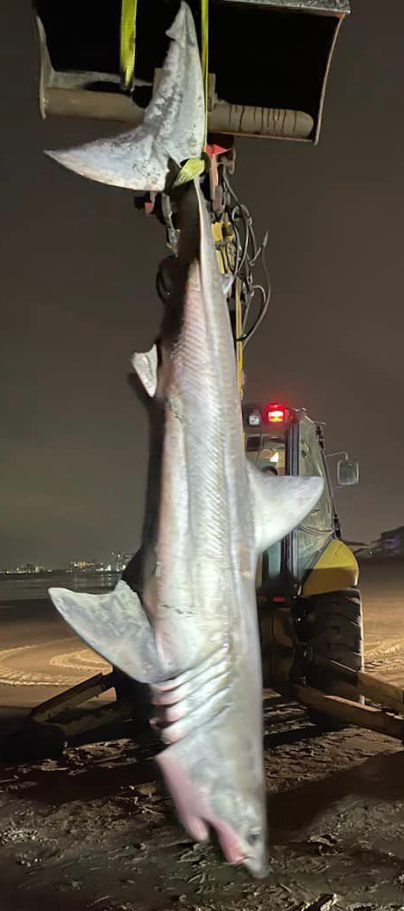 Shark
