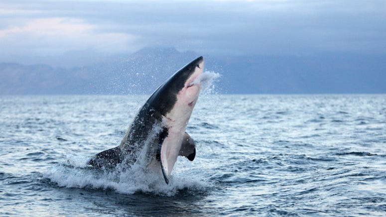 WATCH: Spinning shark leaps out of water as 15-year-old surfer catches wave
