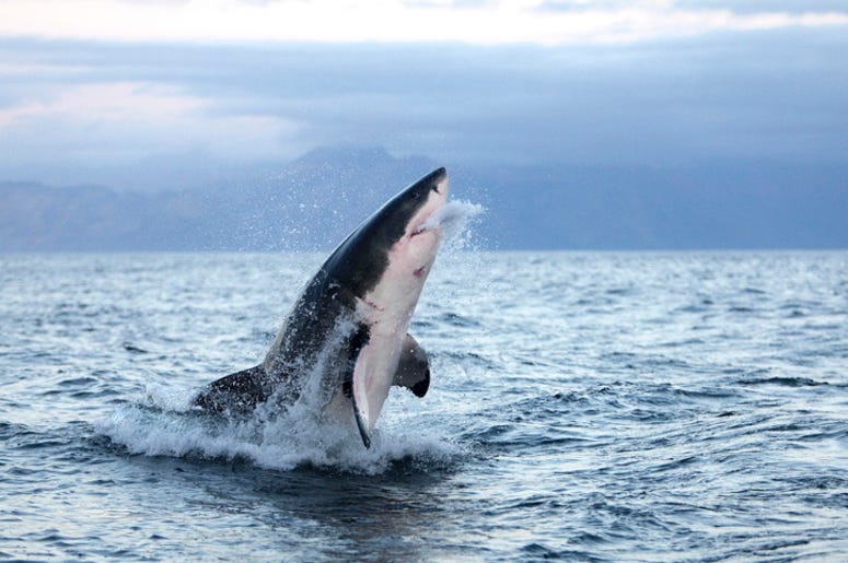 Shark