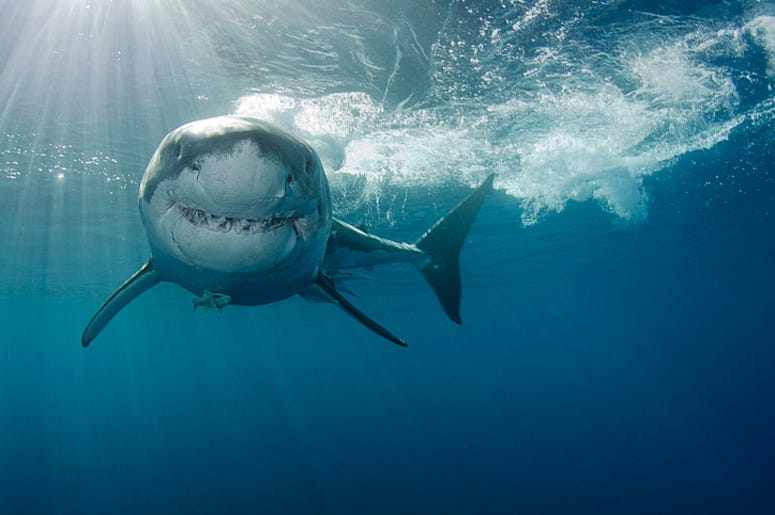 Shark