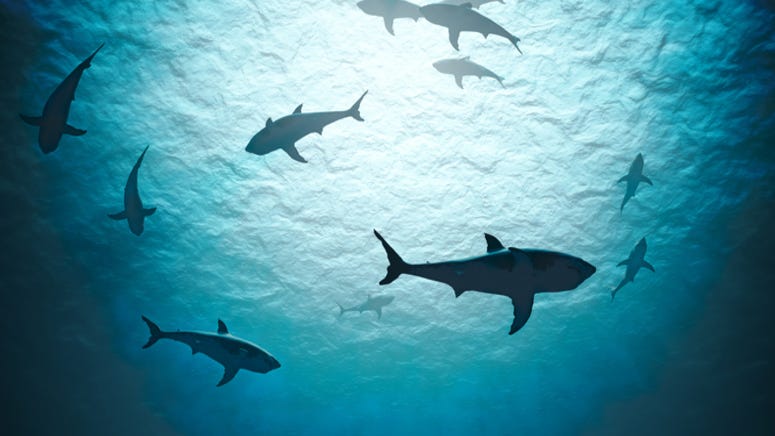 Fisherman shares terrifying video of his boat surrounded by hundreds of sharks
