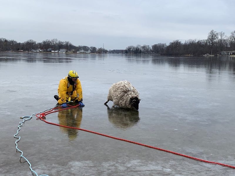 Firefighter rescuing sheep on frozen lake