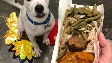 Pets at Fort Worth Animal Shelter to once again enjoy Thanksgiving feast