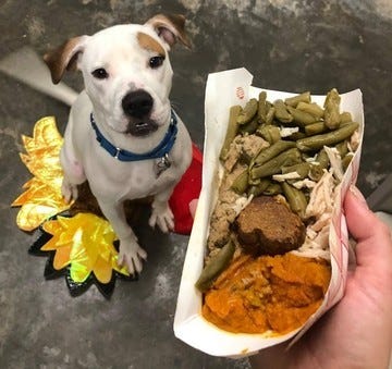 Shelter pet