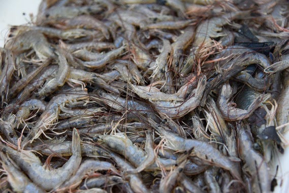 Shrimp are South Carolina's most valuable saltwater fishery and will soon become available fresh again.