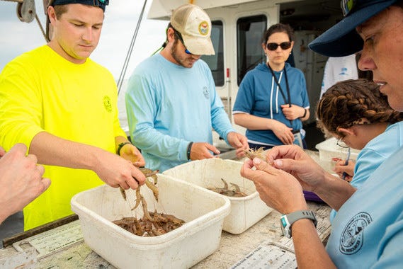 SCDNR biologists sort and measure shrimp aboard a monthly trawl survey in Charleston Harbor.