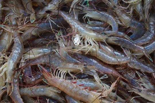 White shrimp, one of three commonly eaten shrimp species in South Carolina, make up the bulk of the spring and fall shrimp harvests.