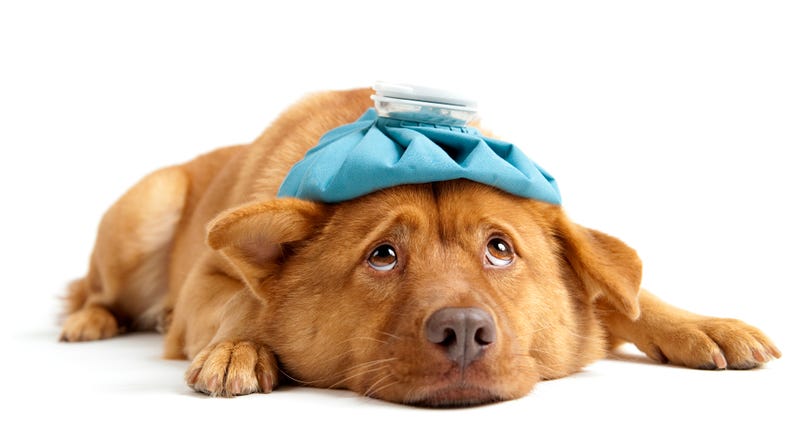 A sick dog with an ice pack on its head