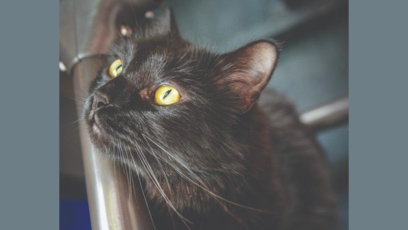 Silk the cat