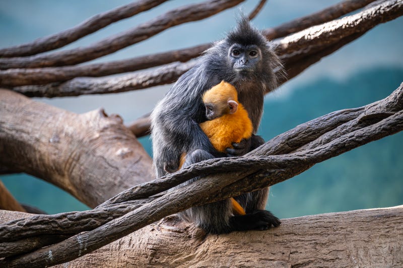 Formally called Trachypithecus cristatus, the species is native to forests in Brunei, Indonesia, and Malaysia