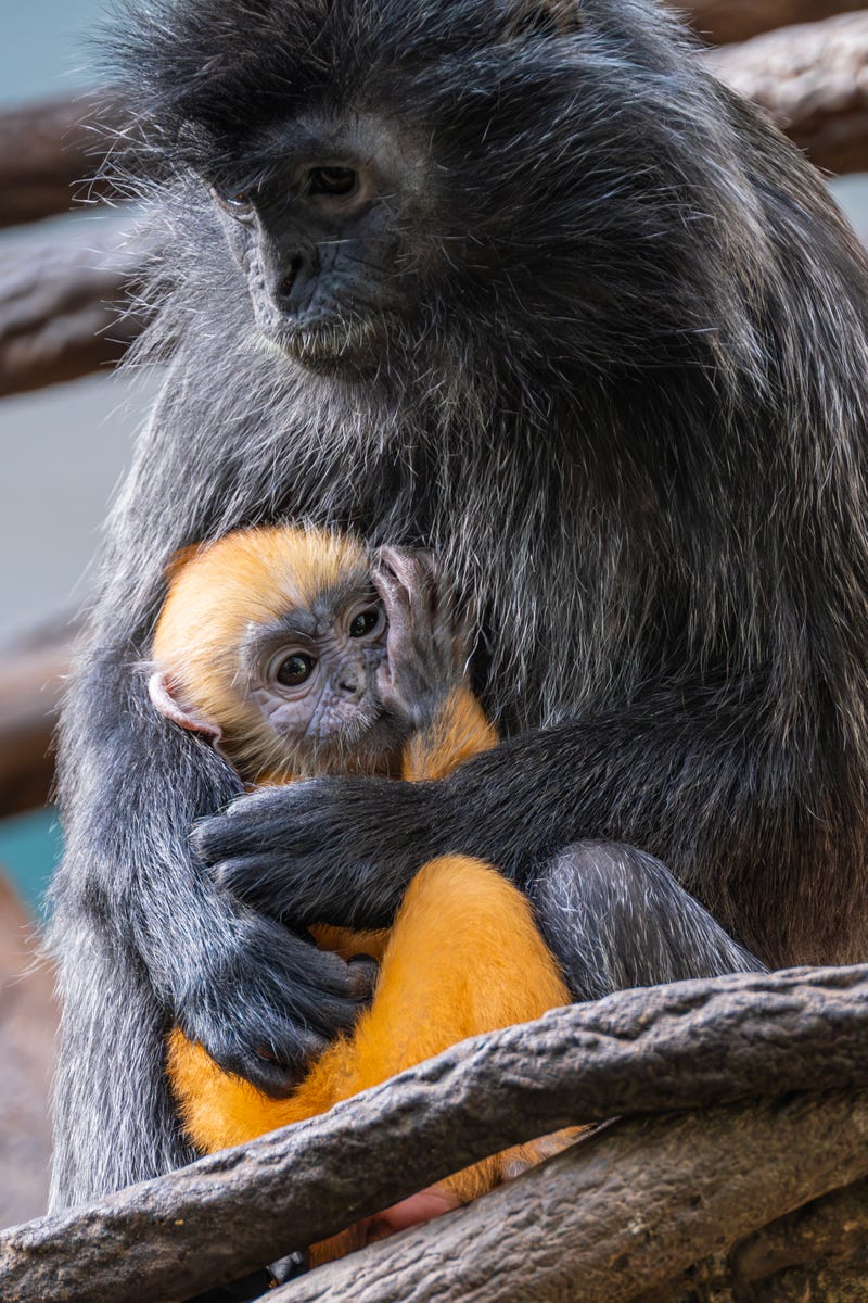 The little langur was born in November at the zoo