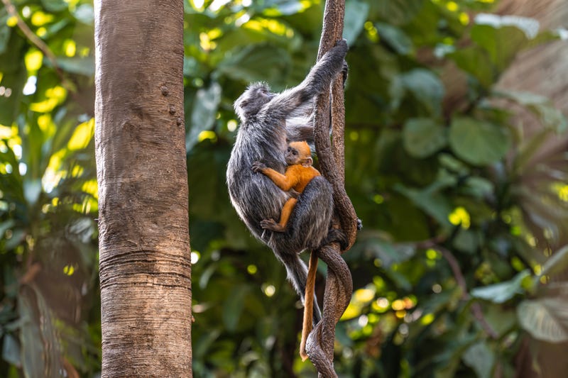 The baby's tangerine-colored fur forms a striking contrast with the grown-ups' gray coats