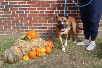 Bennett's PSPCA Pet of the Week, Simba