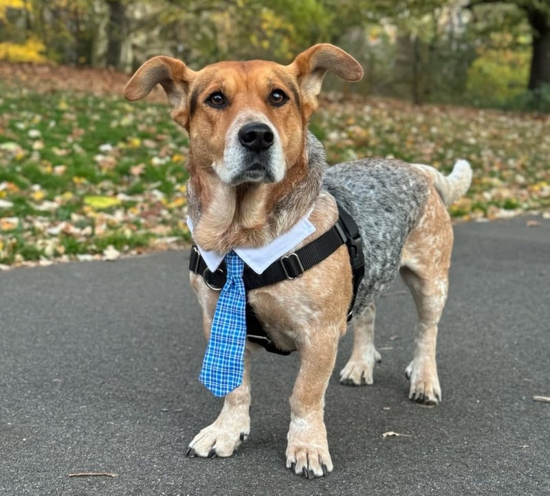 Simon the Basset Cattle Dog - 2nd Honorary Dog Mayor of NYC