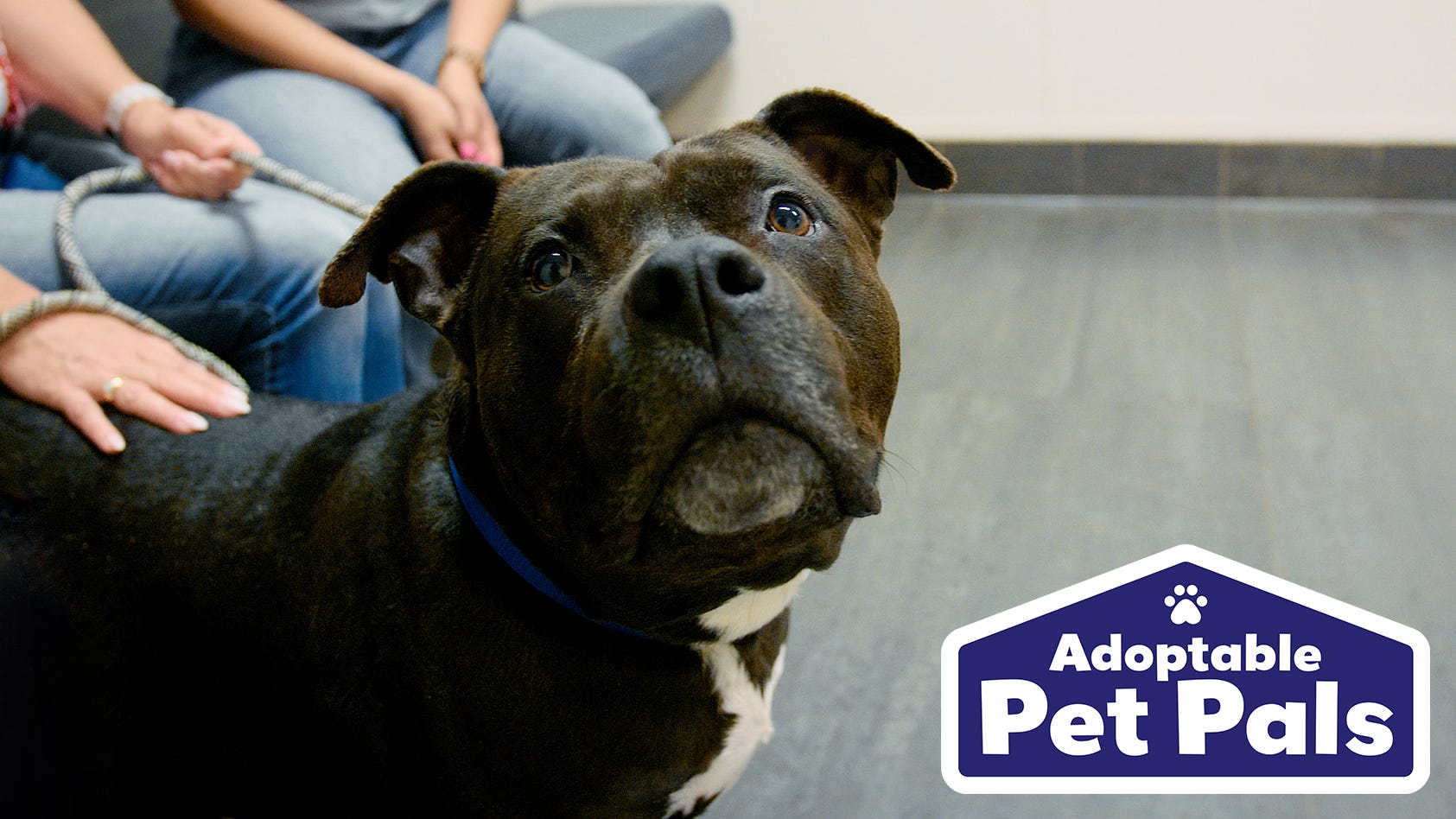 Adoptable Pet Pals: Meet Sir Mondo