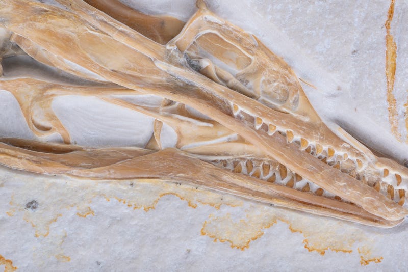 The skull of the archaeopteryx.
