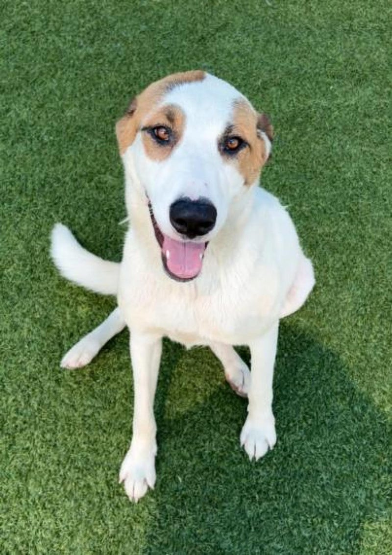 Skyy #A1143682