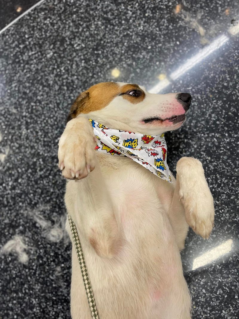 Skyy #A1143682