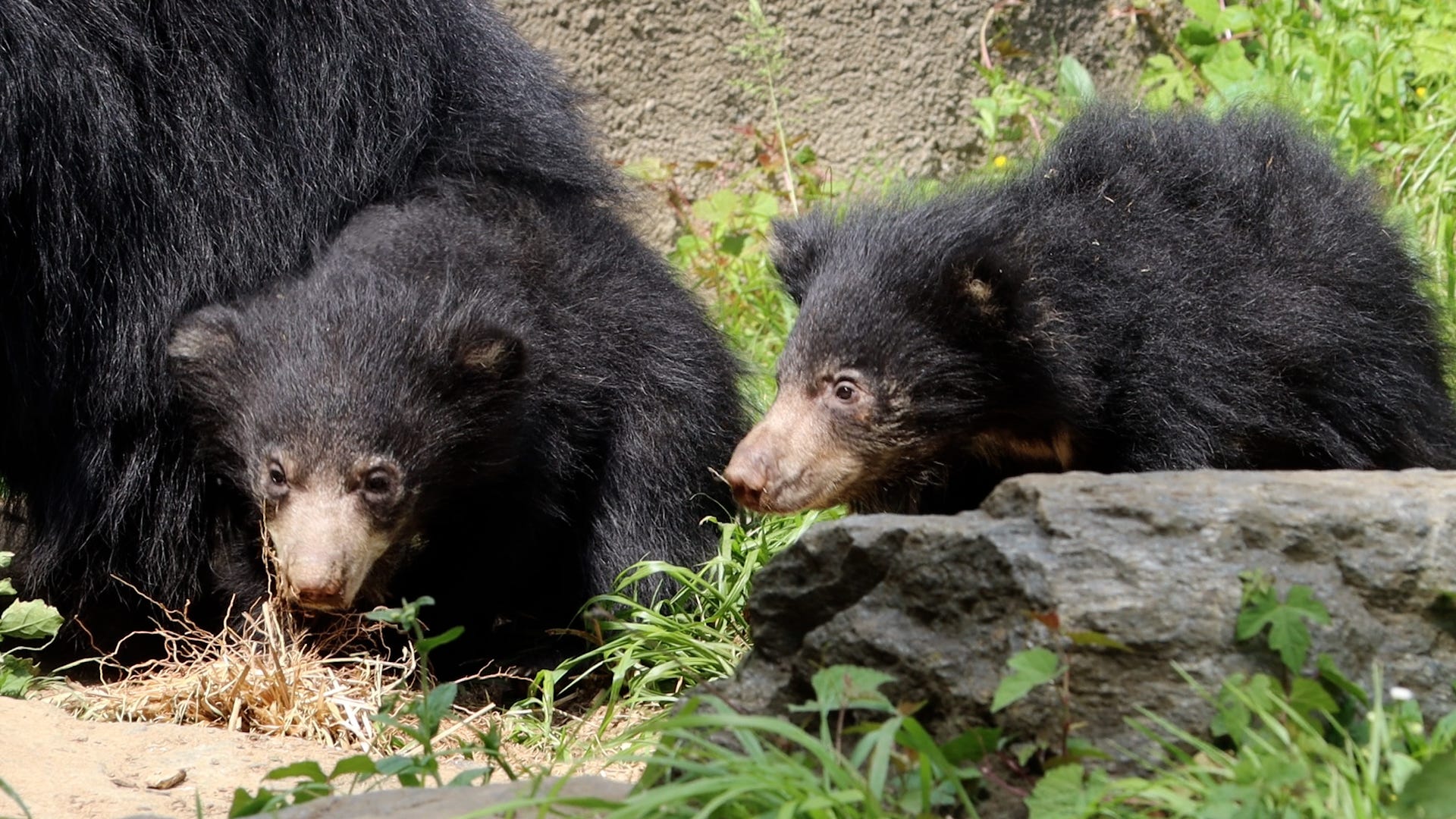 The votes are in: Philadelphia Zoo announces names of sloth bear cubs