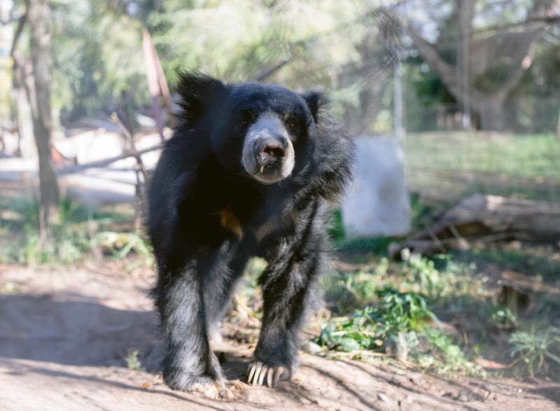 Jagger the sloth bear