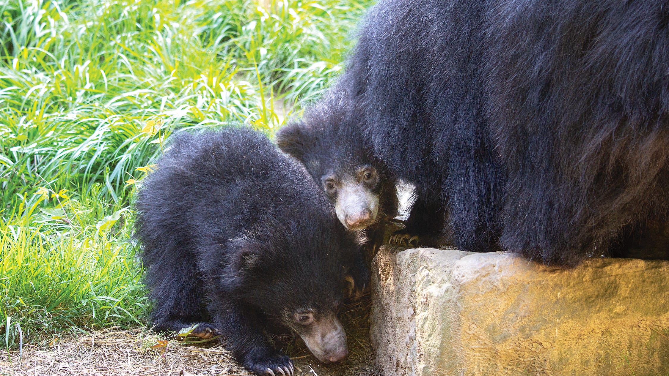 The Philadelphia Zoo wants your help naming two sloth bear cubs