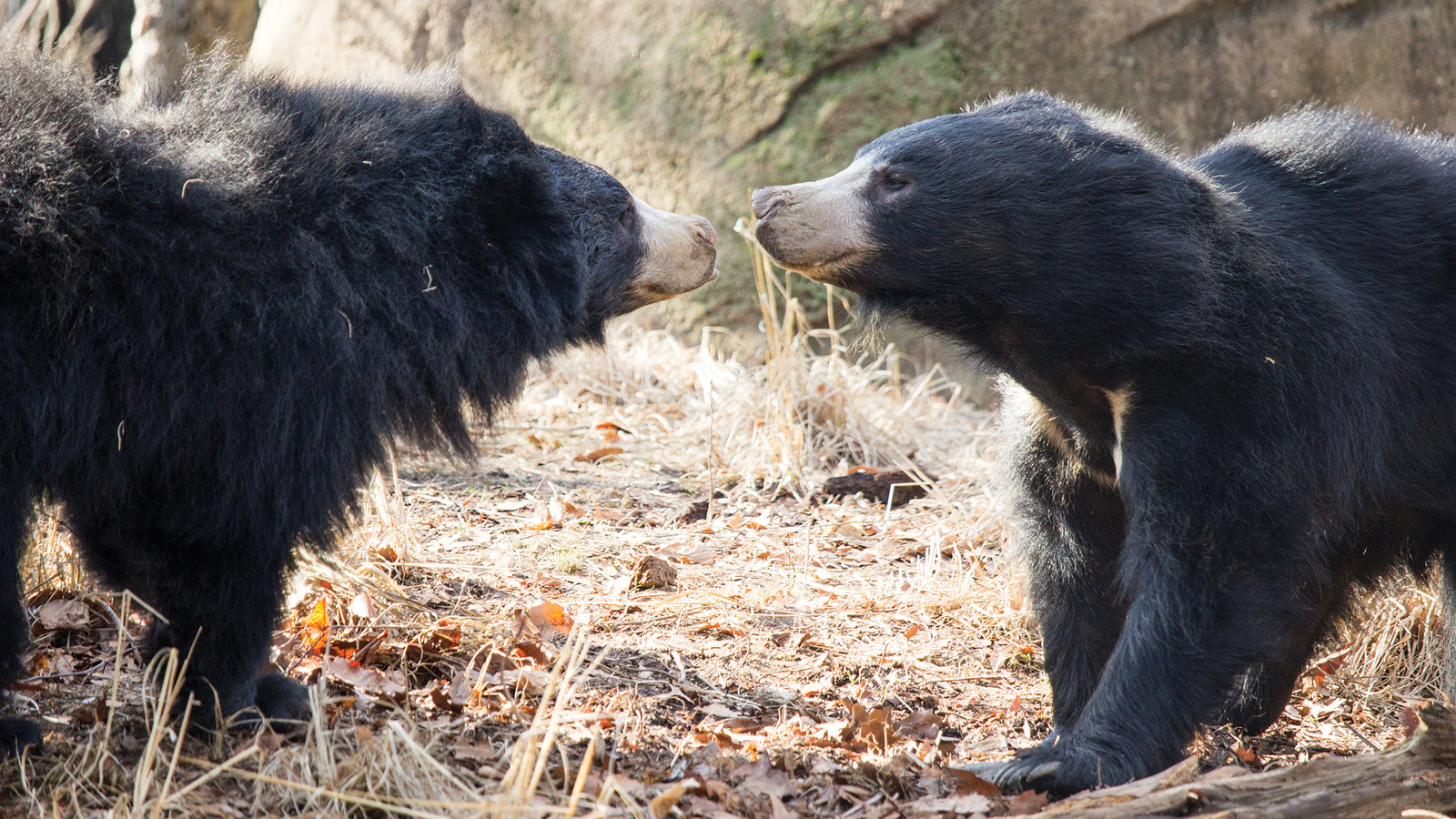 It’s twins! Philadelphia Zoo announces birth of 2 sloth bear cubs