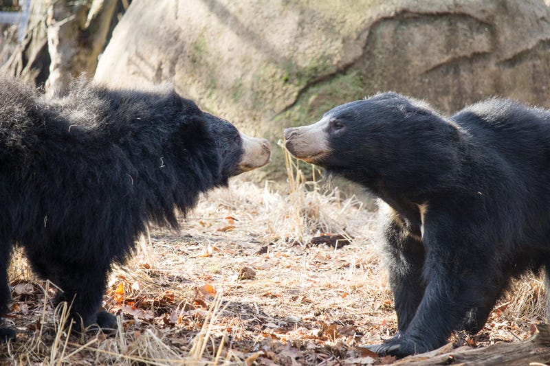 Sloth bears Kayla and Bhalu at the Philadelphia Zoo