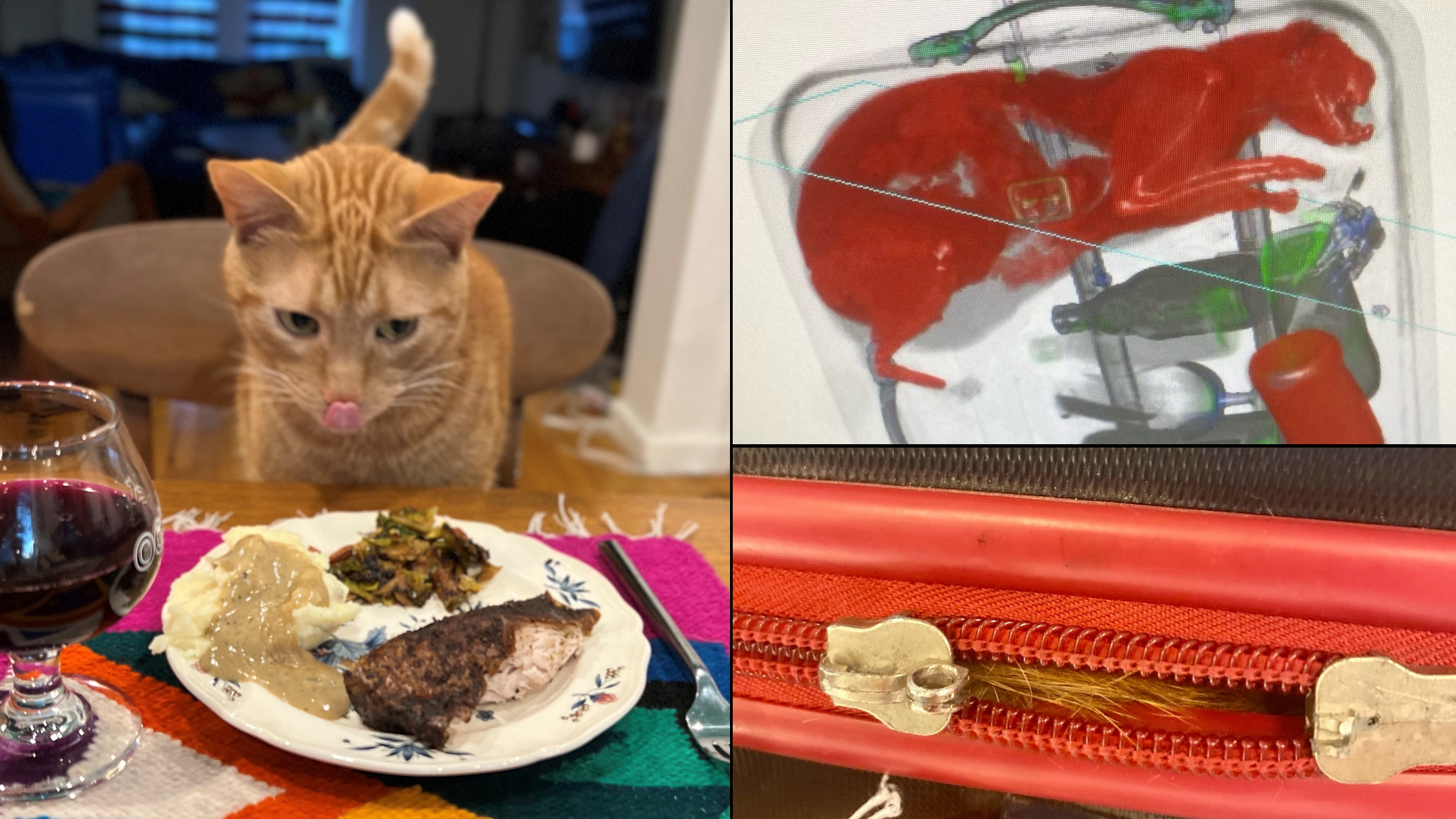 FELINE GOOD! 'Smells' the cat back in Brooklyn after checked bag fiasco at JFK Airport