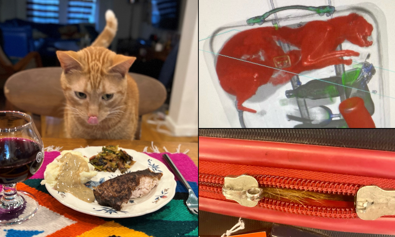 Smells the cat enjoyed a Thanksgiving feast after a dramatic journey through a security checkpoint at JFK Airport last week